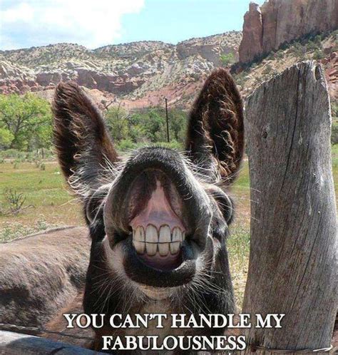 funny pics of donkeys|funny donkey pictures with captions.